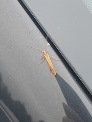 Limnephilus ornatus