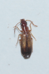 Paradromius linearis