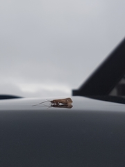Limnephilus ornatus