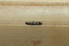 Mompha sturnipennella