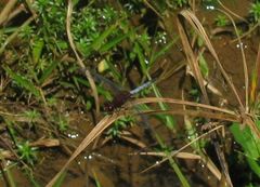 Erythrodiplax unimaculata