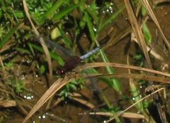 Erythrodiplax unimaculata