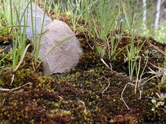 Epelis truncataria