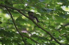 Junco hyemalis shufeldti