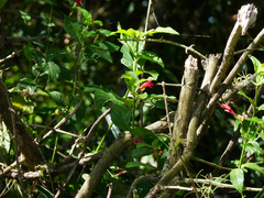 Ruellia angustiflora