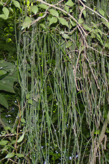 Rhipsalis shaferi