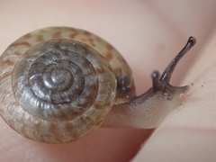 Poecilozonites bermudensis