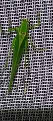Anaulacomerina