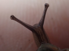 Poecilozonites bermudensis