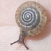 Greater Bermuda Land Snail - Photo (c) Luke Foster, some rights reserved (CC BY-NC), uploaded by Luke Foster