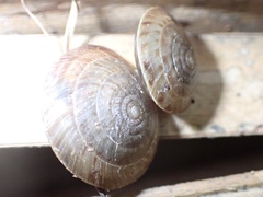 Poecilozonites bermudensis