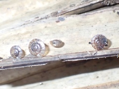 Poecilozonites bermudensis