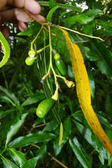 Nectandra angustifolia