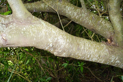 Nectandra angustifolia