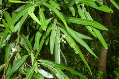 Nectandra angustifolia