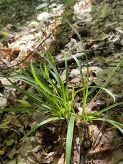 Carex backii