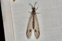 Glenoleon meteoricus