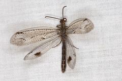 Glenoleon meteoricus