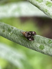 Tebenna gnaphaliella