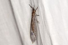 Glenoleon meteoricus