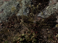 Micranthes virginiensis