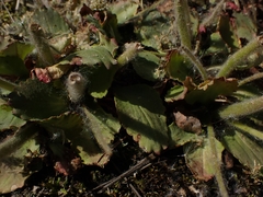 Micranthes virginiensis