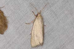 Heliocheilus moribunda