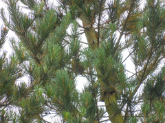 Rauenia bonariensis