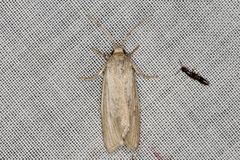 Heliocheilus moribunda