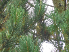 Rauenia bonariensis