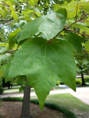 Acer rubrum