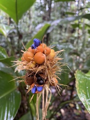 Goeppertia inocephala