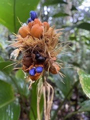 Goeppertia inocephala