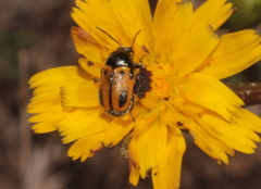 Cryptocephalus rugicollis
