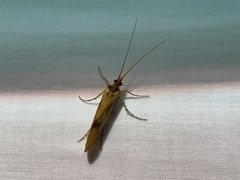 Platycentropus radiatus