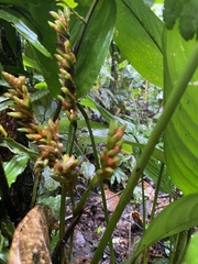 Stromanthe stromanthoides