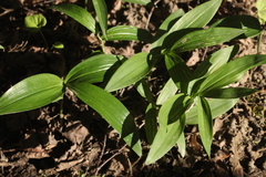 Disporum smilacinum