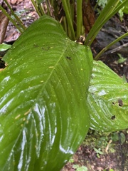 Stromanthe stromanthoides