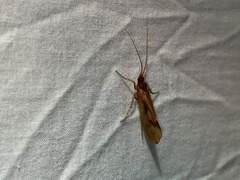 Platycentropus radiatus