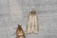 Heliocheilus moribunda