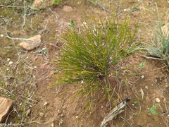Tricoryne tenella