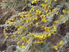 Caragana korshinskii