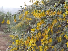 Caragana korshinskii