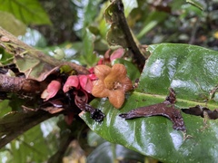 Drymonia coccinea