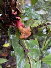 Drymonia coccinea