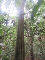 Aspidosperma excelsum
