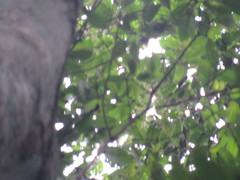 Aspidosperma excelsum