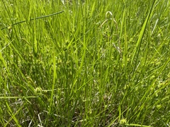 Carex chrysolepis