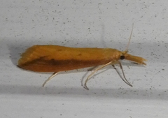 Donacaula melinellus