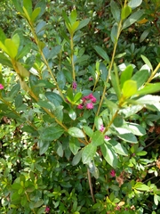 Rhododendron